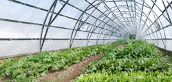 Farmářský profesionální skleník FARMER 14,7 x 7,5 - Volya LLC