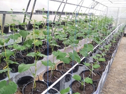 Farmářský profesionální skleník FARMER 18,9 x 4,2 - Volya LLC